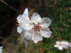 Slivoň obecná (Prunus insititia L.), šestičetný květ (10)