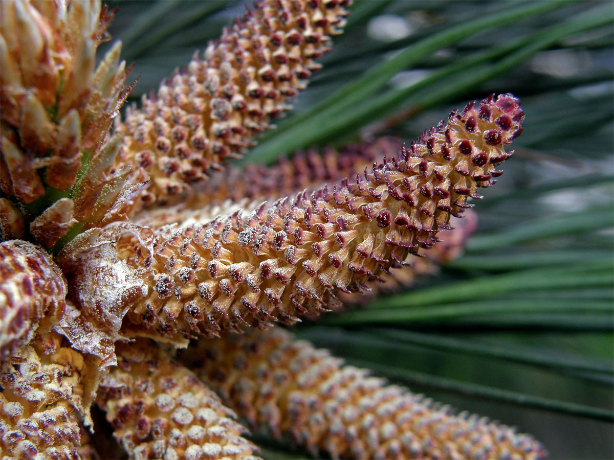 Borovice těžká (Pinus ponderosa P. Lawson et C. Lawson)