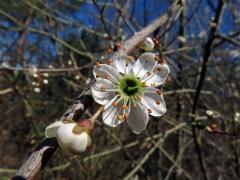 Trnka obecná (Prunus spinosa L.), osmičetný květ (4)