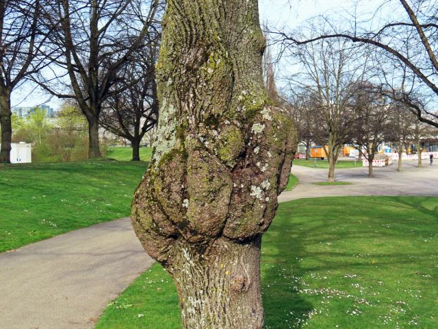 Lípa velkolistá (Tilia platyphyllos Scop.) (64a) s nádorem na kmeni