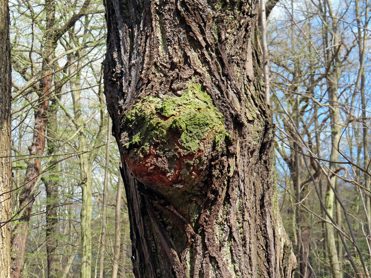 Lípa velkolistá (Tilia platyphyllos Scop.) (65) s nádorem na kmeni