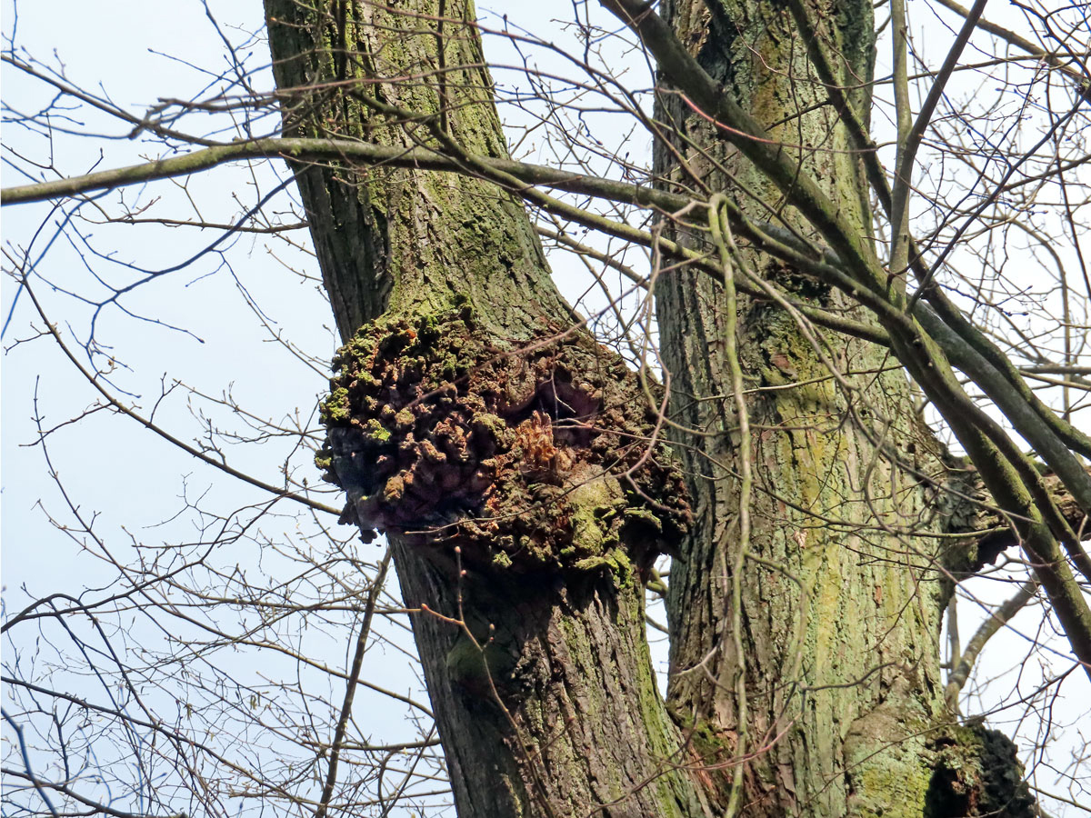 Lípa velkolistá (Tilia platyphyllos Scop.) (66) s nádorem na kmeni