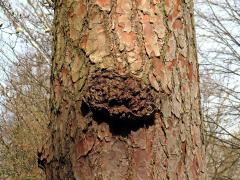 Tumor na borovici černé (Pinus nigra Arnold) (44)