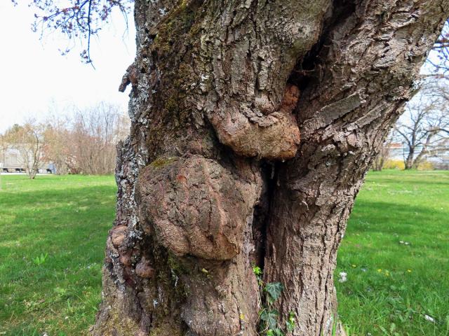 Nádor na slivoni myrobalán (Prunus cerasifera Ehrh.) (70)