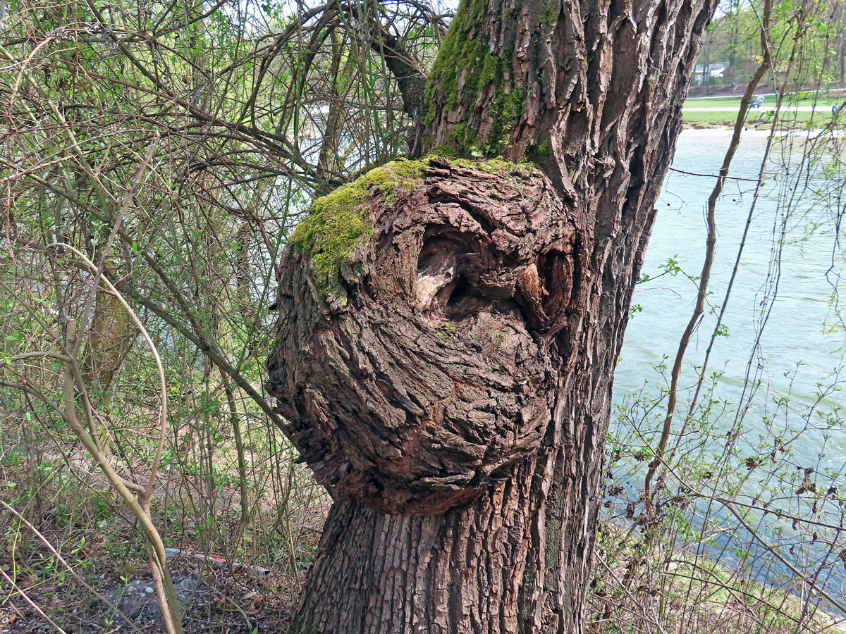 Nádor na vrbě bílé (Salix alba L.) (11b)