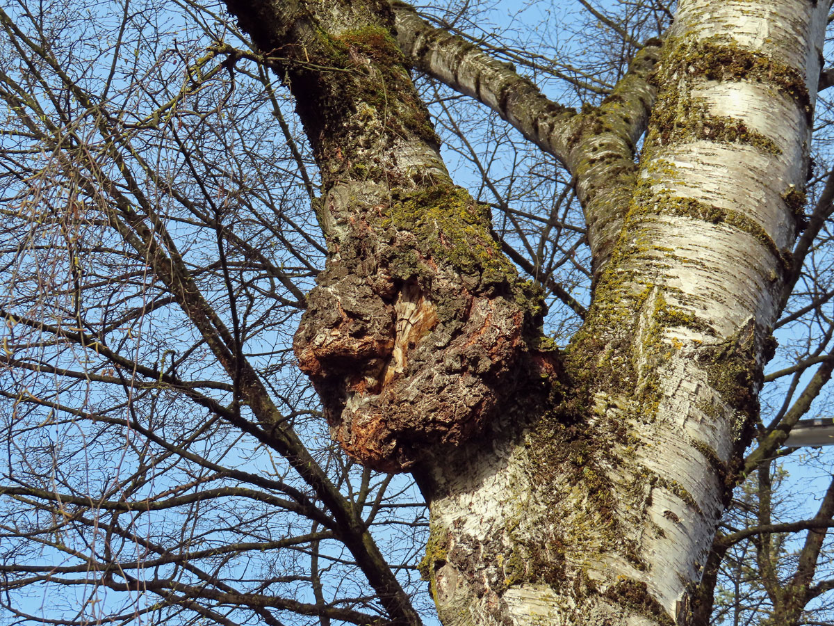 Nádor na bříze bělokoré (Betula pendula Roth) (103a)