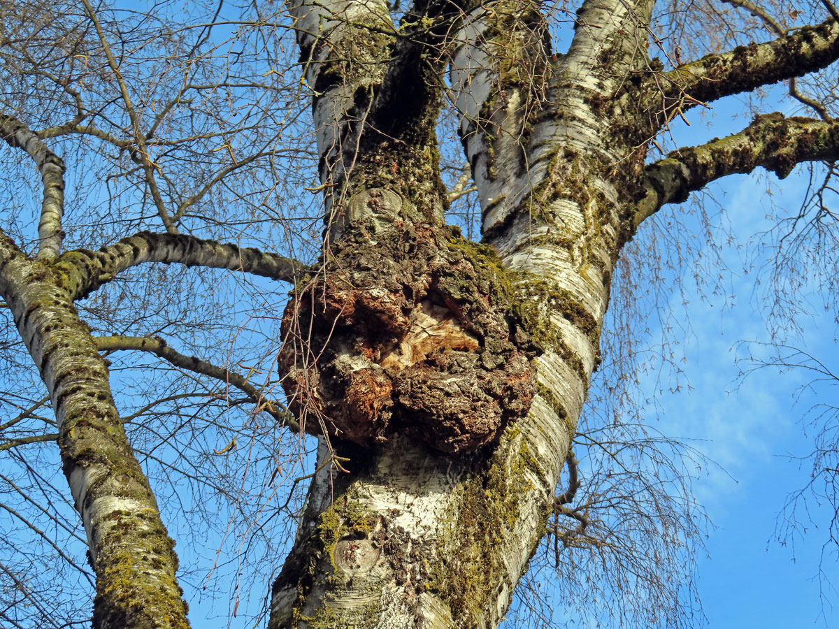 Nádor na bříze bělokoré (Betula pendula Roth) (103b)