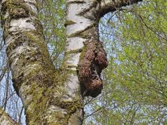 Nádor na bříze bělokoré (Betula pendula Roth) (103c)