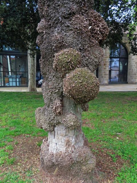 Nádor na datlovníku kanárském (Phoenix canariensis Chabaud) (1a)