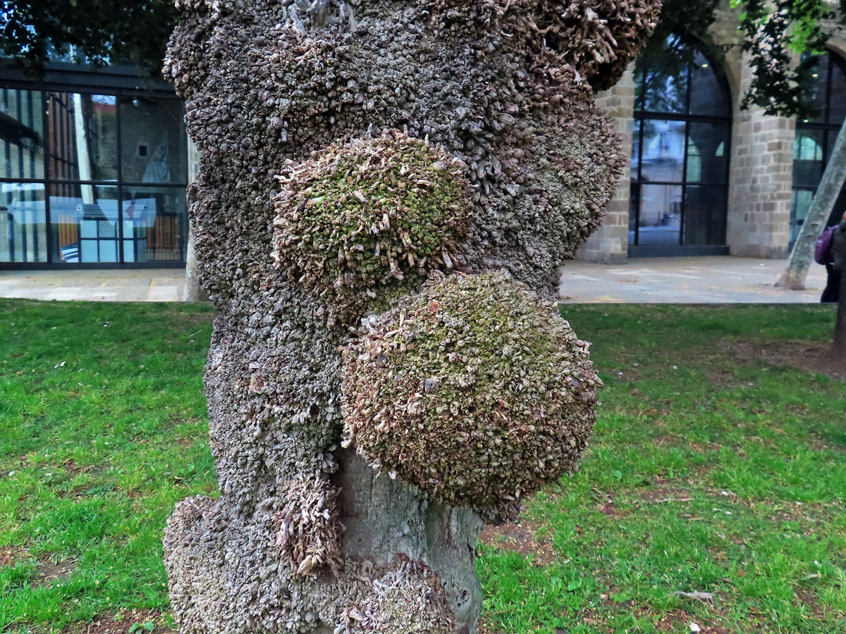 Nádor na datlovníku kanárském (Phoenix canariensis Chabaud) (1b)