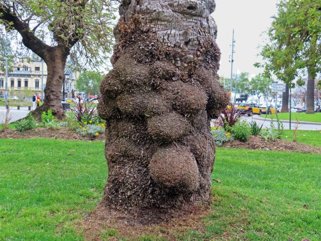 Nádor na datlovníku kanárském (Phoenix canariensis Chabaud) (2)