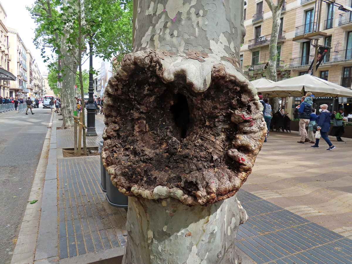 Platan javorolistý (Platanus x hispanica Mill.), nádor na kmeni (11)