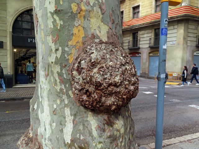 Platan javorolistý (Platanus x hispanica Mill.), nádor na kmeni (12)