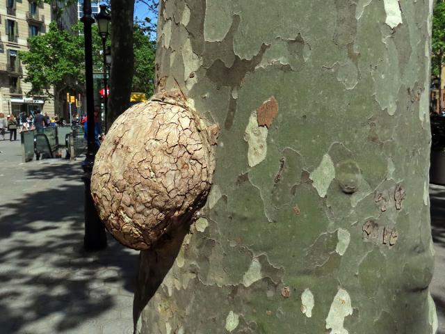 Platan javorolistý (Platanus x hispanica Mill.), nádor na kmeni (13b)