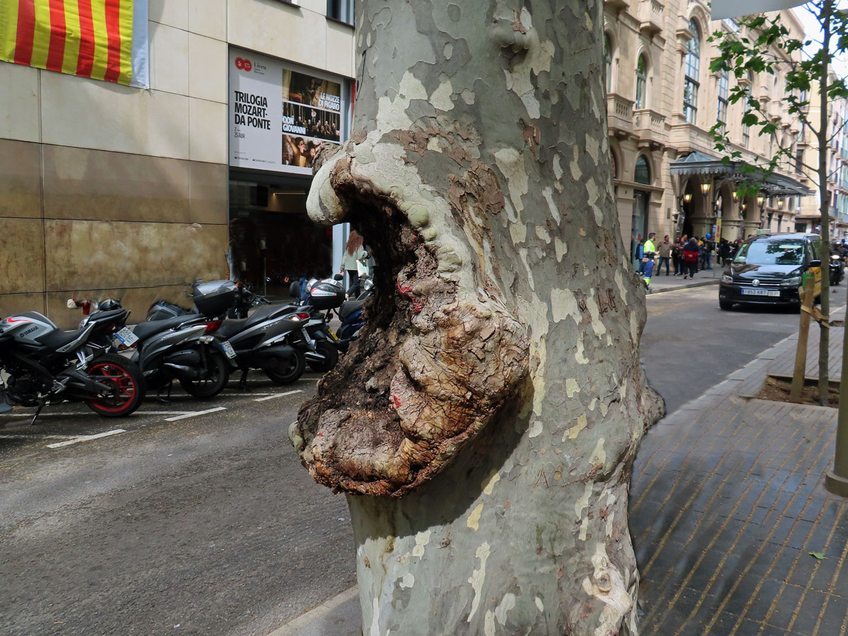 Platan javorolistý (Platanus x hispanica Mill.), nádor na kmeni (11b)