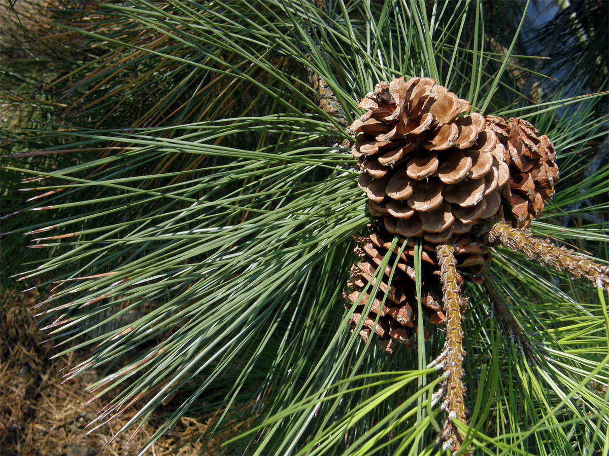 Borovice těžká (Pinus ponderosa P. Lawson et C. Lawson)