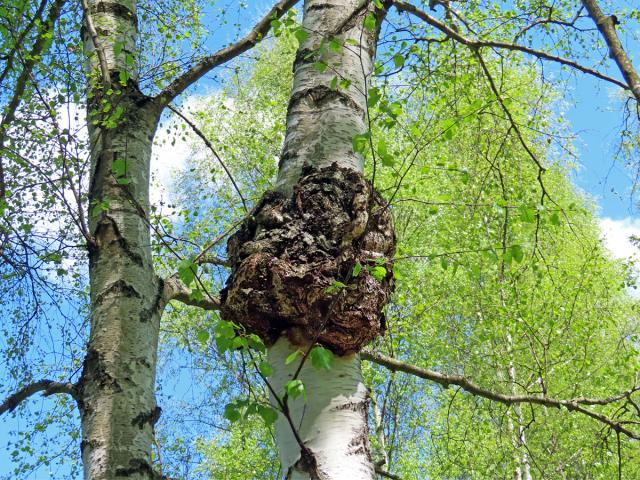 Nádor na bříze bělokoré (Betula pendula Roth) (104)