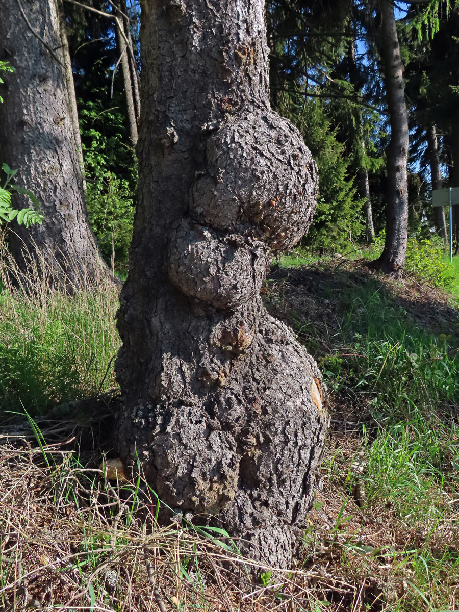 Smrk ztepilý (Picea abies (L.) Karsten) (34e) s nádory na kmeni