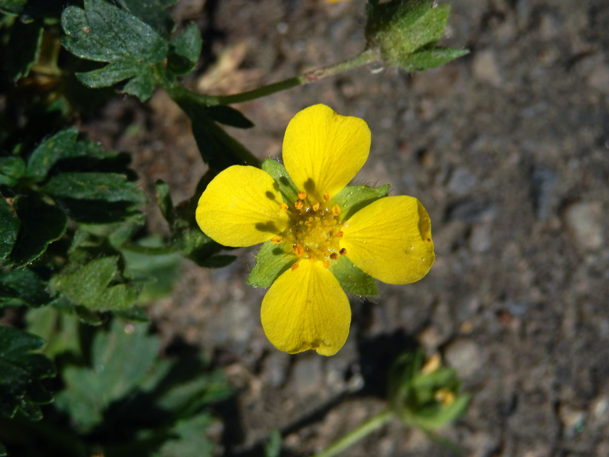 Mochna jarní (Potentilla tabernaemontani Aschers.) s čtyřčetným květem (10)