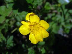 Pryskyřník plazivý (Ranunculus repens L.), osmičetný květ (7)