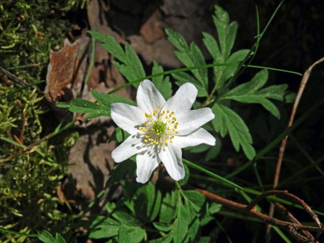 Sasanka hajní (Anemone nemorosa L.) - osmičetný květ (19)
