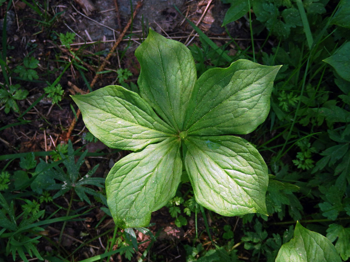 Vraní oko čtyřlisté (Paris quadrifolia L.) s pěti listy (4)