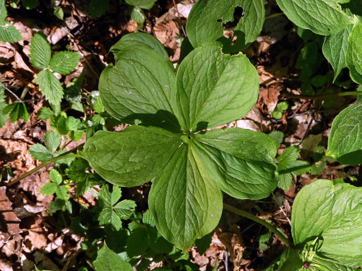 Vraní oko čtyřlisté (Paris quadrifolia L.) s pěti listy (5)