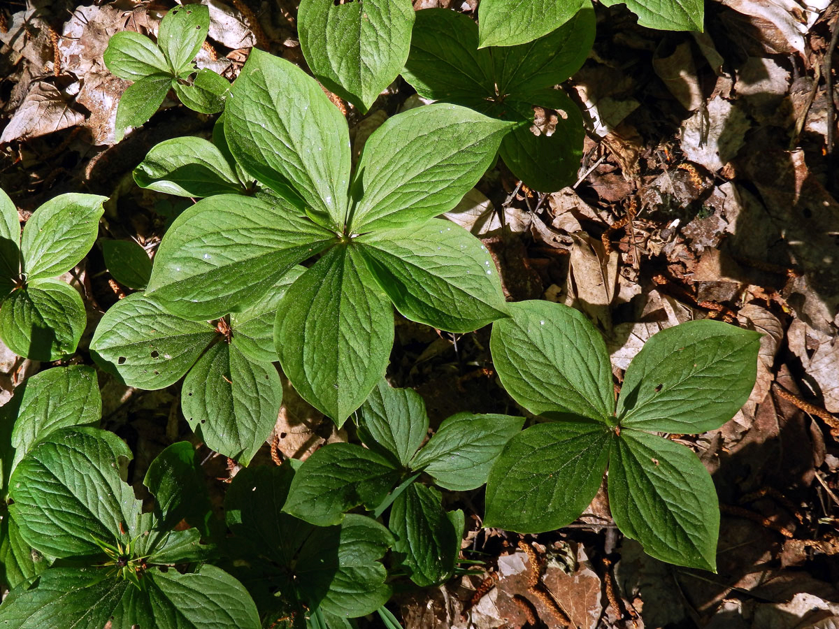 Vraní oko čtyřlisté (Paris quadrifolia L.) s pěti listy (6)