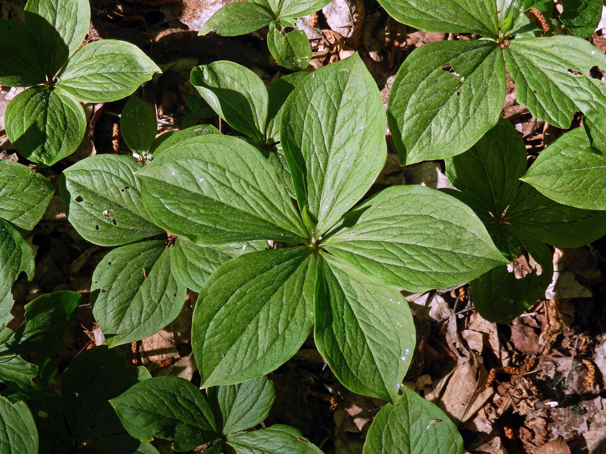 Vraní oko čtyřlisté (Paris quadrifolia L.) s pěti listy (7)