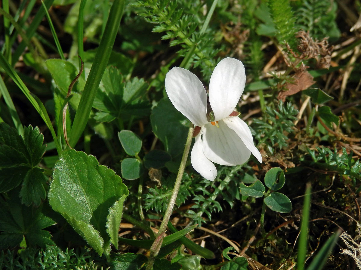 Violka vonná (Viola odorata L.) s bílými květy