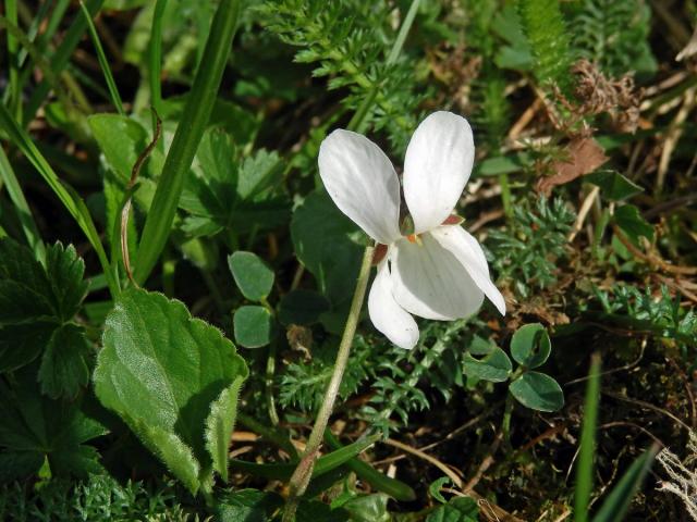 Violka vonná (Viola odorata L.) s bílými květy