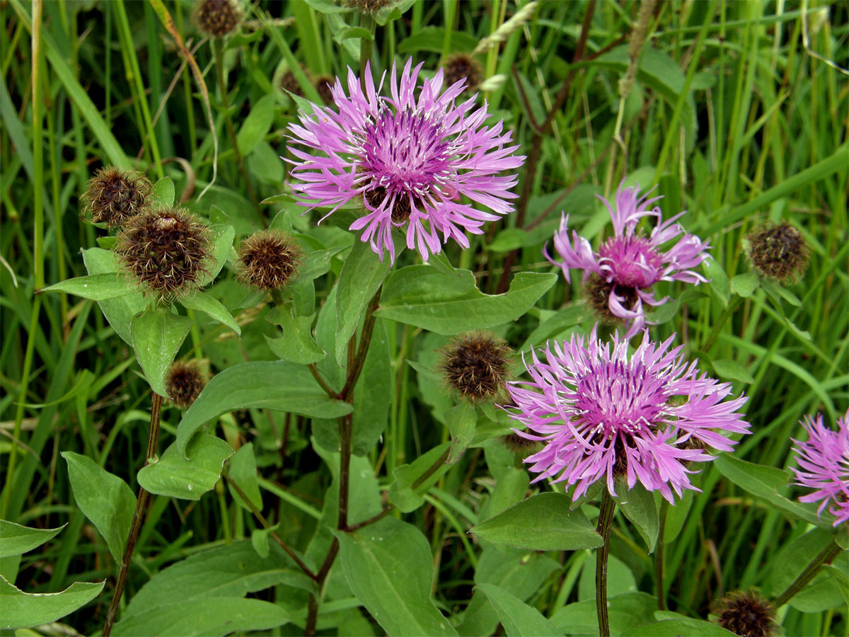 Chrpa parukářka (Centaurea pseudophrygia C. A. Meyer)