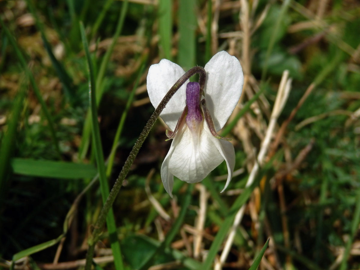 Violka vonná (Viola odorata L.) s bílými květy