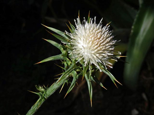 Ostropestřec mariánský (Silybum marianum (L.) Gaertn.) s bílými květy