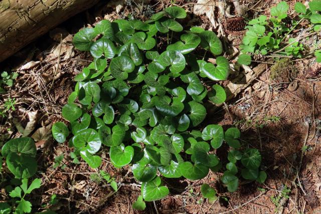 Kopytník evropský (Asarum europaeum L.)