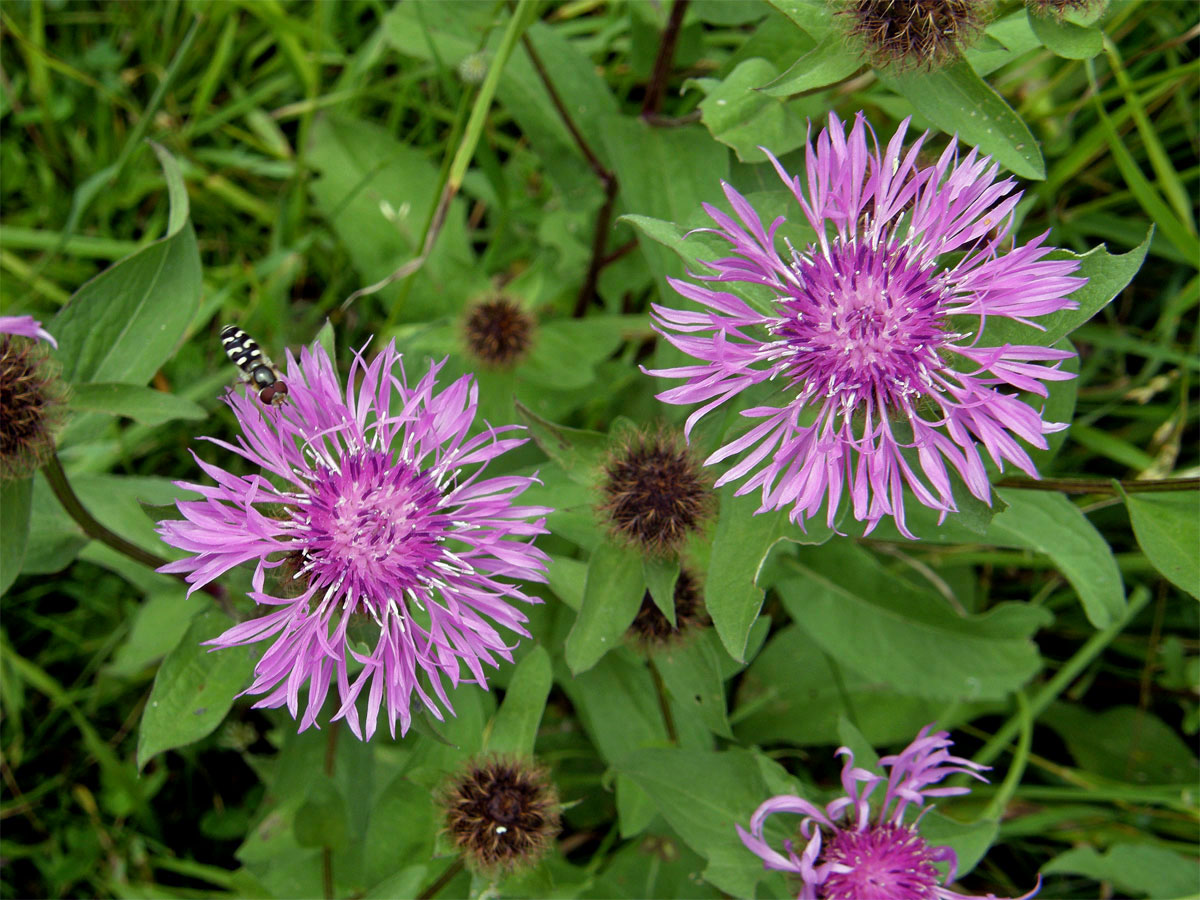 Chrpa parukářka (Centaurea pseudophrygia C. A. Meyer)