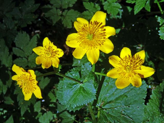 Blatouch bahenní (Caltha palustris L.), sedmičetný květ (15)