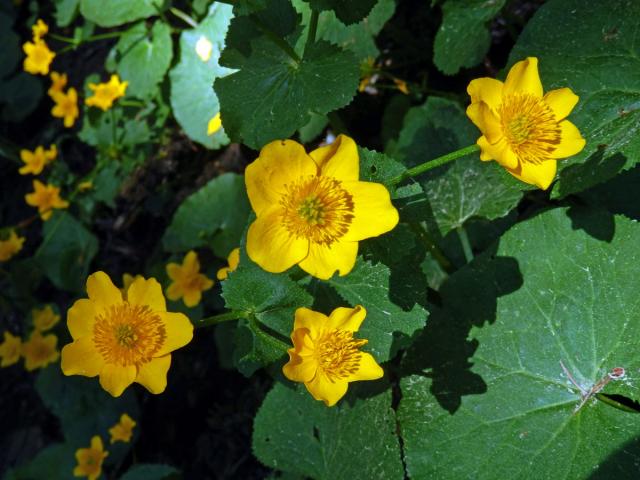 Blatouch bahenní (Caltha palustris L.), sedmičetný květ (12)