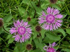 Chrpa parukářka (Centaurea pseudophrygia C. A. Meyer)