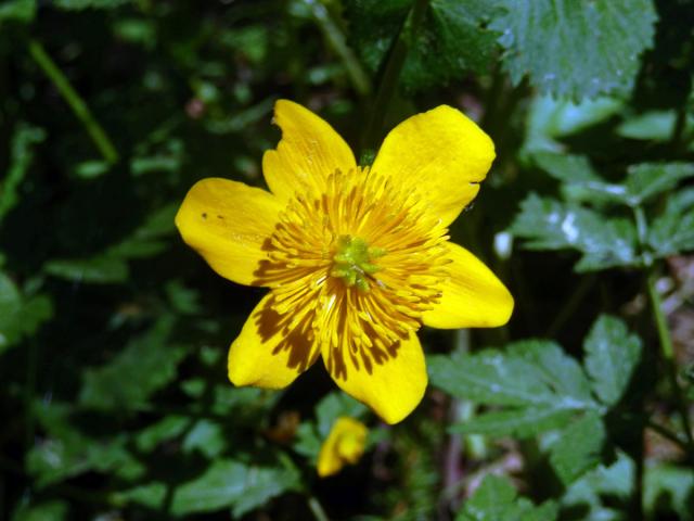 Blatouch bahenní (Caltha palustris L.), šestičetný květ (18)