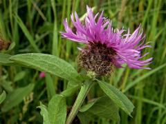 Chrpa parukářka (Centaurea pseudophrygia C. A. Meyer)