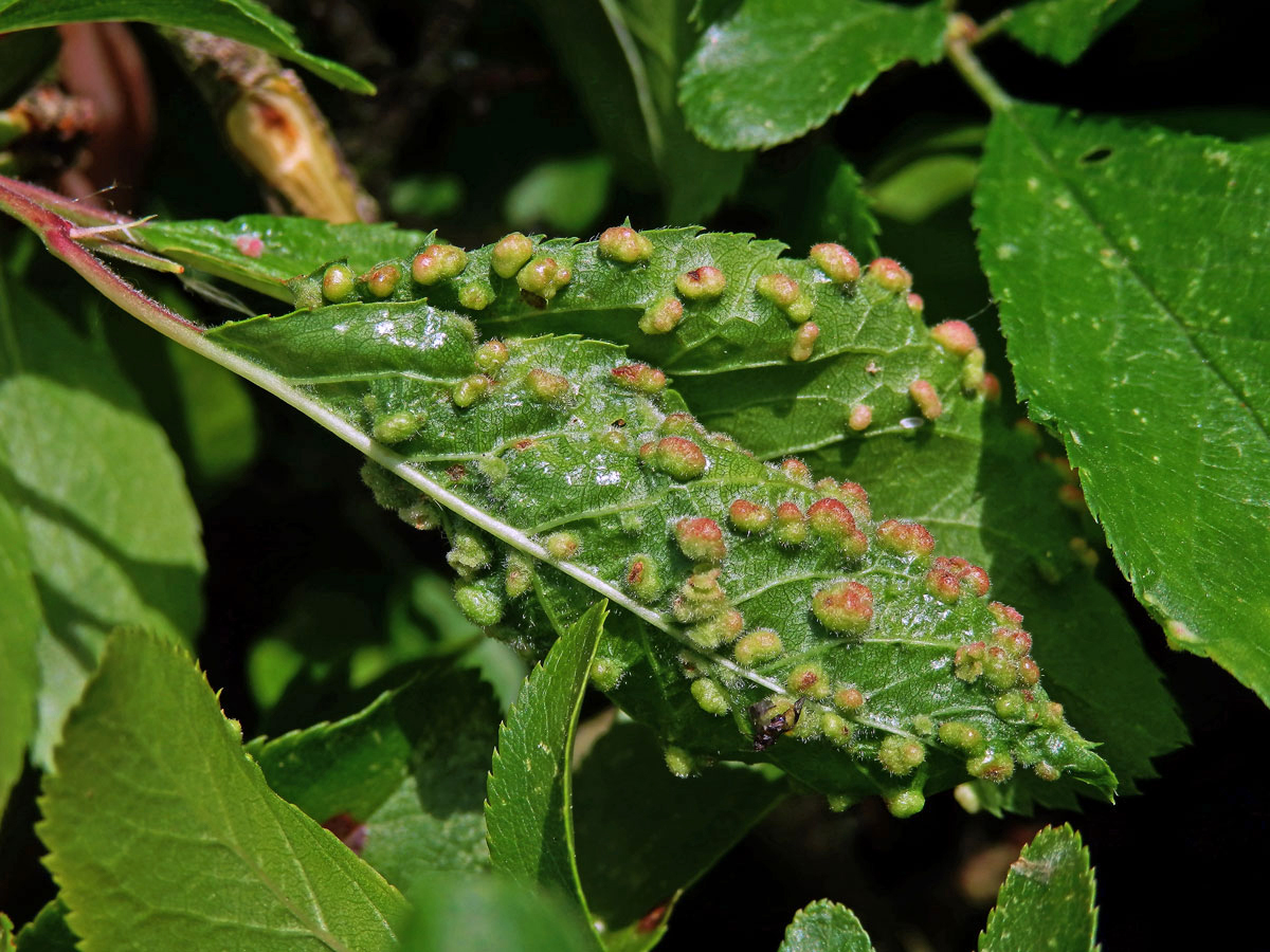 Hálky vlnovíka (Eriophyes padi prunianus), slivoň trnka