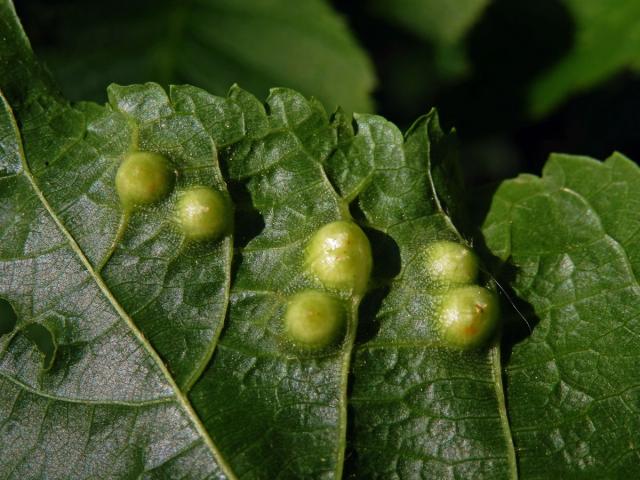 Hálky bejlomorky lipové (Didymomyia reaumuriana)