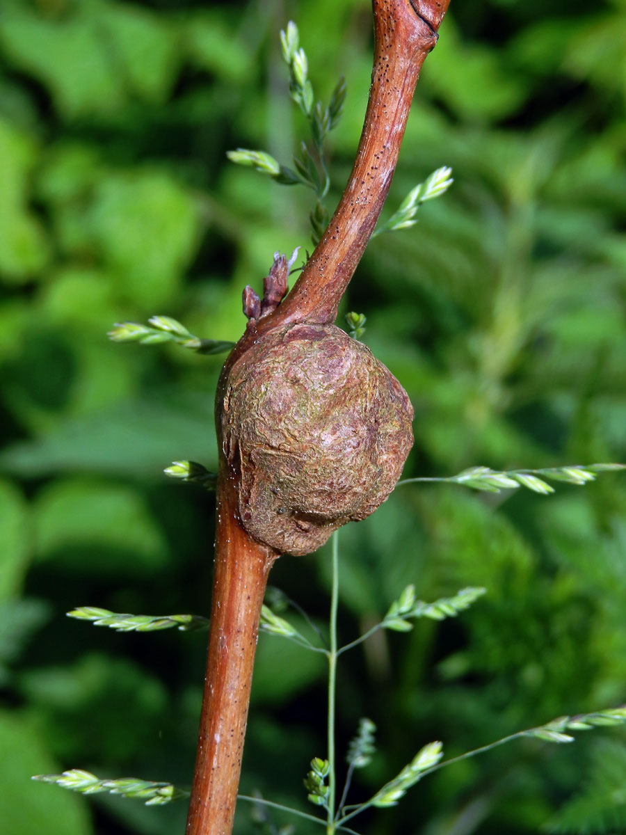 Hálky bejlomorky malinové (Lasioptera rubi)