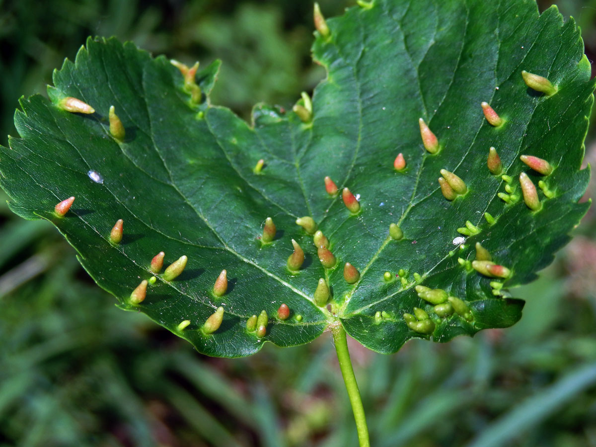 Hálky vlnovníka lipového (Eriophyes tiliae)