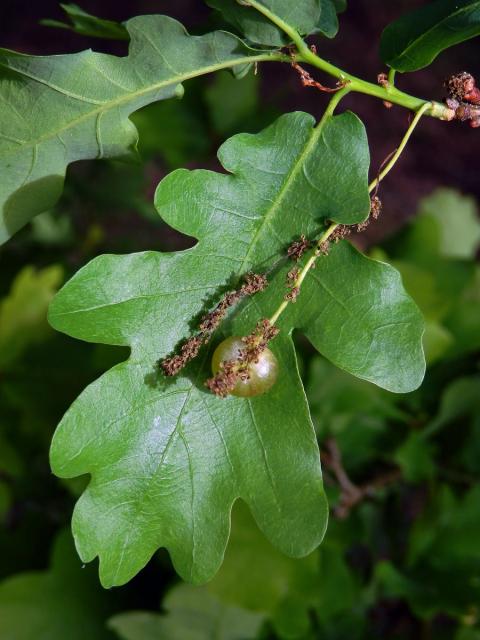 Hálky žlabatky hráškové (Neuroterus quercusbaccarum) - jarní generace, květy