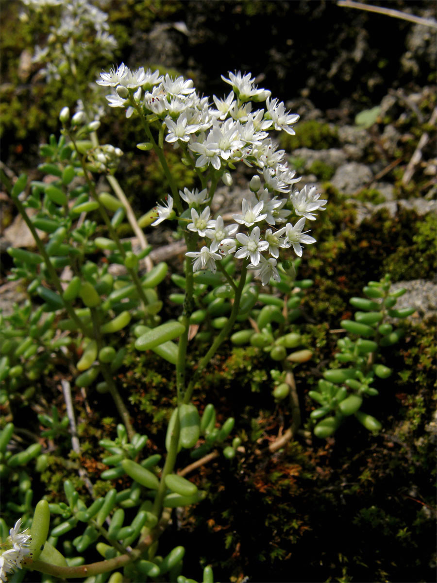 Rozchodník bílý (Sedum album L.)