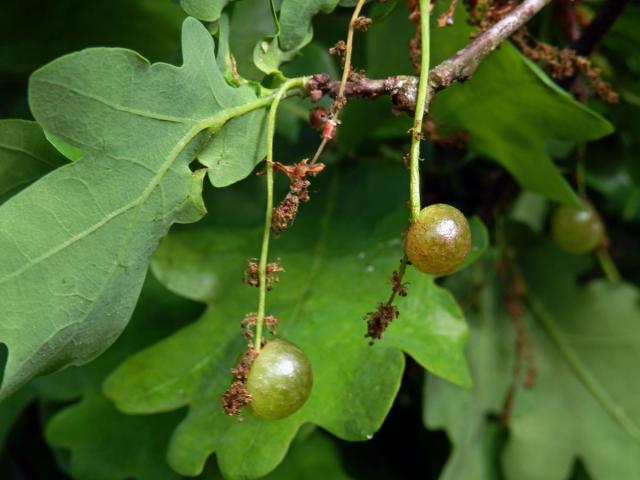 Hálky žlabatky hráškové (Neuroterus quercusbaccarum) - jarní generace, květy