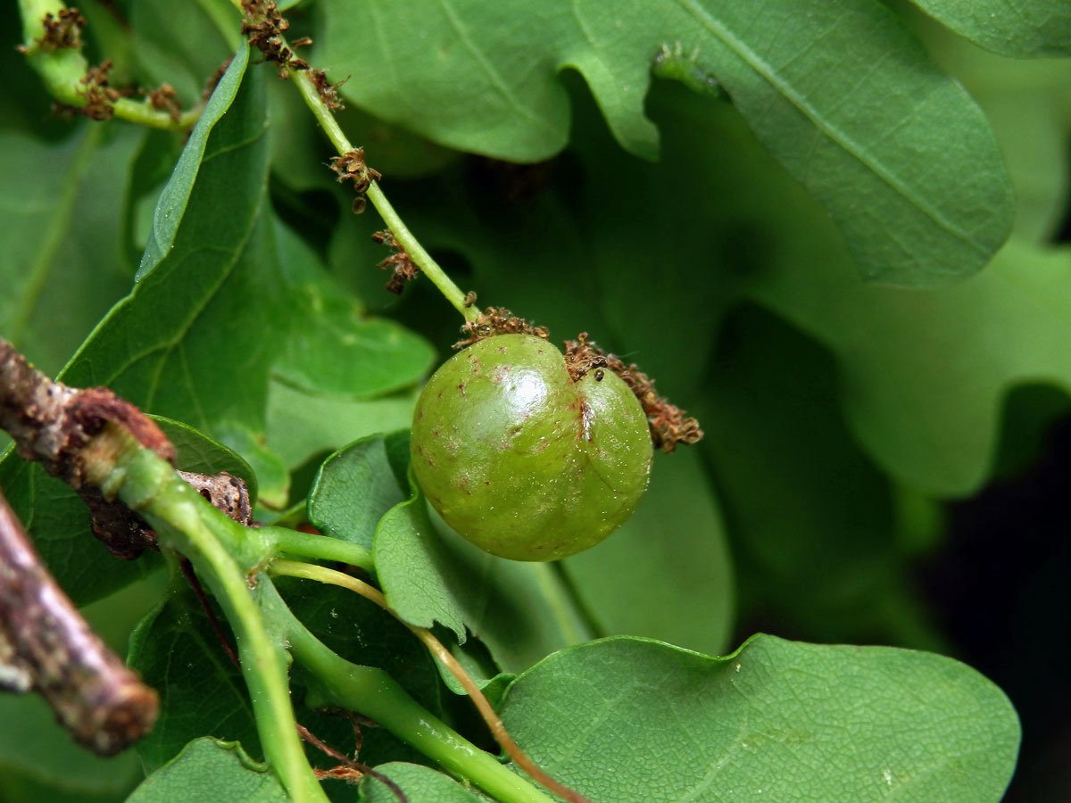 Hálky žlabatky hráškové (Neuroterus quercusbaccarum) - jarní generace, květy