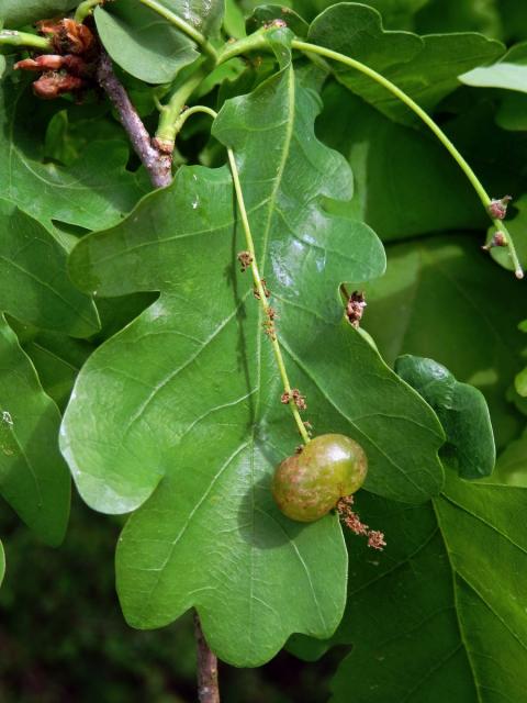 Hálky žlabatky hráškové (Neuroterus quercusbaccarum) - jarní generace, květy